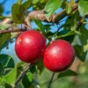 Gerlinde ® Malus Domestica 2 Gerlinde ® Malus Domestica -Premium-Pflanzenauswahl-Shop GerlindeRUQRs7DqhHjrf