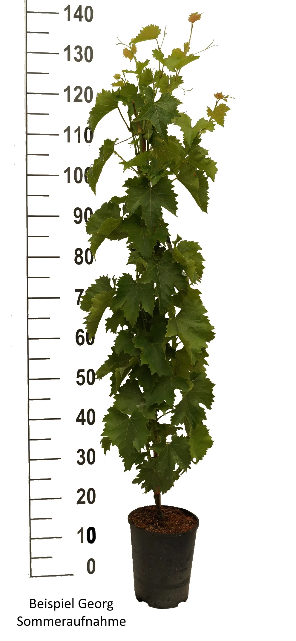 Tafeltraube `Georg´ Vitis `Georg´ 4 Tafeltraube `Georg´ Vitis `Georg´ – Bild 2