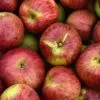 Gewürzluiken Malus Domestica `Gewürzluiken´ 2 Gewürzluiken Malus Domestica `Gewürzluiken´ -Premium-Pflanzenauswahl-Shop Gew rzluiken1