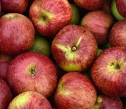 Gewürzluiken Malus Domestica `Gewürzluiken´