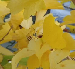 Ginkgo / Fächerblattbaum Ginkgo Biloba 7 Ginkgo / Fächerblattbaum Ginkgo Biloba -Premium-Pflanzenauswahl-Shop Ginkgo biloba Herbstf rbung