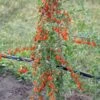 Goji / Chinesische Wolfsbeere `Big Lifeberry´ Lycium Barbarum `Big Lifeberry´ -Premium-Pflanzenauswahl-Shop Goji