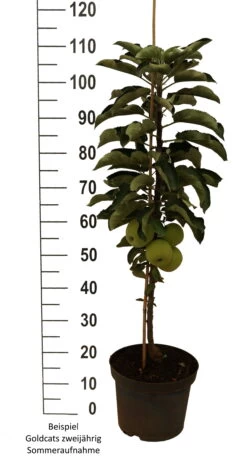 Säulenapfel `Goldcats´ Malus Domestica `Goldcats´ -Premium-Pflanzenauswahl-Shop Goldcats zweij hrig weiss