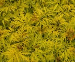 Trauben-Holunder `Golden Lace´ Sambucus Racemosa `Golden Lace´ -Premium-Pflanzenauswahl-Shop Golden Lace3