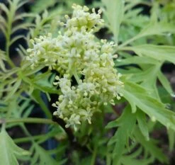 Trauben-Holunder `Golden Lace´ Sambucus Racemosa `Golden Lace´ -Premium-Pflanzenauswahl-Shop Golden lace Bl te Holdunger