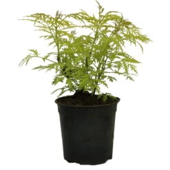 Trauben-Holunder `Golden Lace´ Sambucus Racemosa `Golden Lace´ -Premium-Pflanzenauswahl-Shop Golden lace1