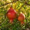 Granatapfel `Crimson Sky´ Punica Granatum `Crimson Sky´
