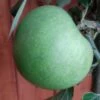 Granny Smith Malus Domestica `Granny Smith´ -Premium-Pflanzenauswahl-Shop Granny Smith