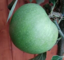 Granny Smith Malus Domestica `Granny Smith´