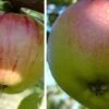 Duo-Apfelbaum `Goldparmäne´ & `Kaiser Wilhelm´ Malus Domestica -Premium-Pflanzenauswahl-Shop Gravensteiner Kaiser Wihleml 2