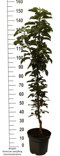 Säulenapfel `GreenCats´ Malus Domestica `Greencats´ 10 Säulenapfel `GreenCats´ Malus Domestica `Greencats´ -Premium-Pflanzenauswahl-Shop Greencats weiss