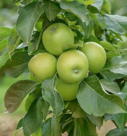 Säulenapfel `GreenCats´ Malus Domestica `Greencats´ 3 Säulenapfel `GreenCats´ Malus Domestica `Greencats´