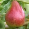Gute Luise Pyrus Communis `Gute Luise´ 2 Gute Luise Pyrus Communis `Gute Luise´ -Premium-Pflanzenauswahl-Shop Gute Luise