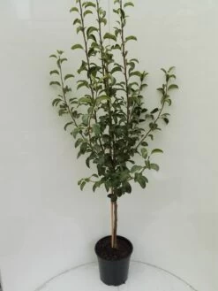Gute Luise Pyrus Communis `Gute Luise´ -Premium-Pflanzenauswahl-Shop Gute Luise Buschbaum