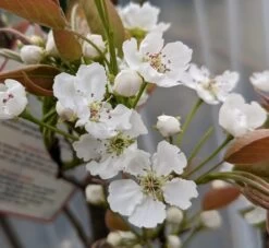 Nashi Hakko Pyrus Pyrifolia `Hakko´ -Premium-Pflanzenauswahl-Shop Hakko Bl te