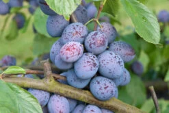 Hanita ® Prunus Domestica `Hanita -Premium-Pflanzenauswahl-Shop Hanita3