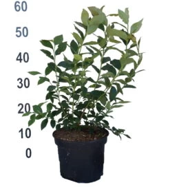 Heidelbeere - Reka Vaccinum Corymbosum `Reka´ -Premium-Pflanzenauswahl-Shop Heidelbeere reka 2