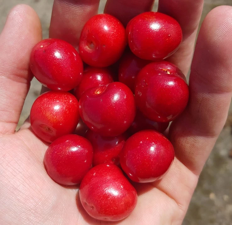 Säulenkirsche `Helene ®´ (zweijährig) 160-180cm Prunus Avium `Helene´ 3 Säulenkirsche `Helene ®´ (zweijährig) 160-180cm Prunus Avium `Helene´