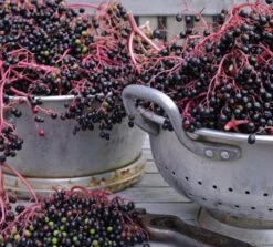 Holunder `Haidegg 17´ Sambucus Nigra `Haidegg17´