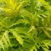 Trauben-Holunder `Golden Lace´ Sambucus Racemosa `Golden Lace´ 2 Trauben-Holunder `Golden Lace´ Sambucus Racemosa `Golden Lace´ -Premium-Pflanzenauswahl-Shop Holunder Golden lace