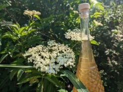 Holunder Haschberg Sambucus Nigra `Haschberg´ -Premium-Pflanzenauswahl-Shop Holunderbl tenlik r weiss