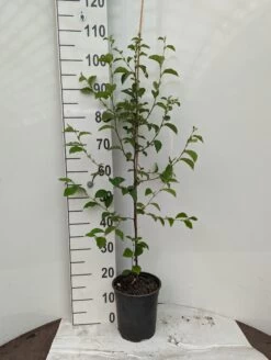 Chinesische Quitte / Holzquitte Pseudocydonia Sinensis -Premium-Pflanzenauswahl-Shop Holzquitte