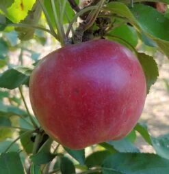 Idared Malus Domestica `Idared´ -Premium-Pflanzenauswahl-Shop Idared