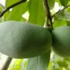 Veredelte Indianerbanane (Paw Paw) `Susquehanna ®´ Asimina Triloba `Susquehanna´ -Premium-Pflanzenauswahl-Shop Indianerbanane