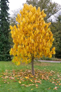 Veredelte Indianerbanane `Allegheny´® Peterson Pawpaws® Asimina Triloba `Allegheny´ 10 Veredelte Indianerbanane `Allegheny´® Peterson Pawpaws® Asimina Triloba `Allegheny´ -Premium-Pflanzenauswahl-Shop Indianerbanane BaumPEXdQgeTF4vGN