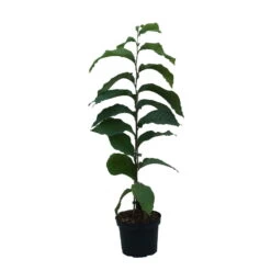 Indianerbanane (Paw Paw) Asimina Triloba 8 Indianerbanane (Paw Paw) Asimina Triloba -Premium-Pflanzenauswahl-Shop Indianerbanane weiss