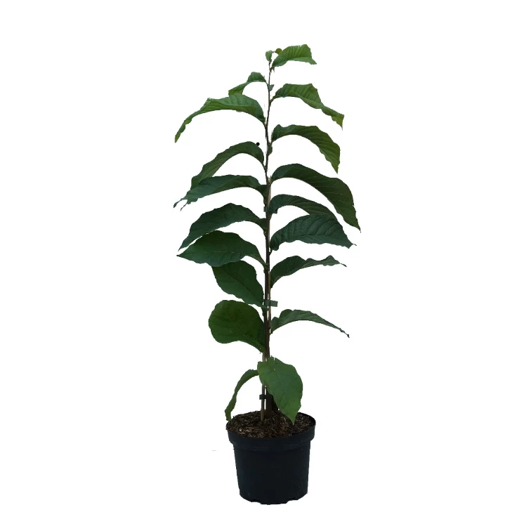 Indianerbanane (Paw Paw) Asimina Triloba 4 Indianerbanane (Paw Paw) Asimina Triloba – Bild 3