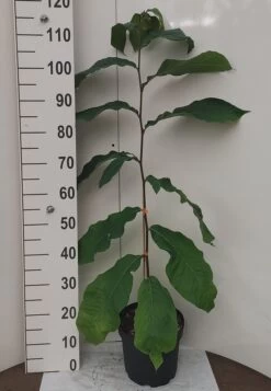 Veredelte Indianerbanane `NC1´ Asimina Triloba `NC1´ -Premium-Pflanzenauswahl-Shop Indianerbanane weissUURtI4poHnJw6