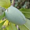 Veredelte Indianerbanane `Allegheny´® Peterson Pawpaws® Asimina Triloba `Allegheny´ -Premium-Pflanzenauswahl-Shop Indianerbanane1