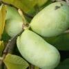 Veredelte Indianerbanane `Prolific´ Asimina Triloba `Profilic´ -Premium-Pflanzenauswahl-Shop Indianerbanane1IXJR5krrZrb50