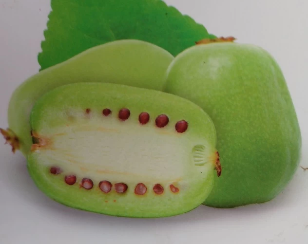 Bayern-Kiwi `Issai´ (selbstfruchtbar) Actinidia Arguta `Issai´ 4 Bayern-Kiwi `Issai´ (selbstfruchtbar) Actinidia Arguta `Issai´ – Bild 2