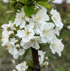 Säulensauerkirsche `Jachim´ Prunus Cerasus `Jachim´ -Premium-Pflanzenauswahl-Shop Jachim Bl te