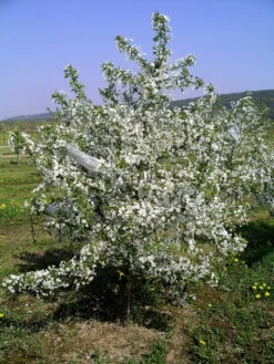 Sauerkirsche `Jade´ (S), Wurzelecht (kleinbleibend) Prunus Cerasus `Jade´ 5 Sauerkirsche `Jade´ (S), Wurzelecht (kleinbleibend) Prunus Cerasus `Jade´ -Premium-Pflanzenauswahl-Shop Jade Sauerkirsche