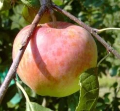 Jamba Malus Domestica `Jamba´