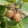 Kiwi Jenny (selbstfruchtbar) Actinidia Chinensis `Jenny´ -Premium-Pflanzenauswahl-Shop Jenny