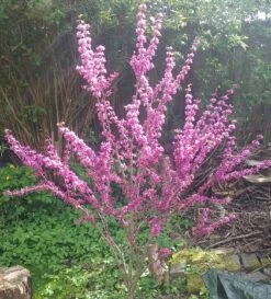 Judasbaum Cercis Siliquastrum 9 Judasbaum Cercis Siliquastrum -Premium-Pflanzenauswahl-Shop Judasbaum