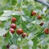 Jujube / Chinesische Dattel / Brustbeere `Li´ Ziziphus Jujuba