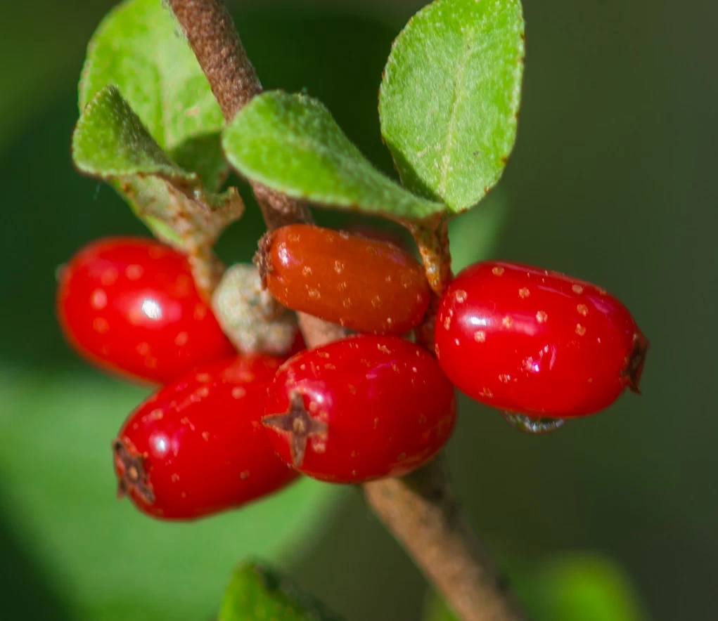 Kanadische Büffelbeere Sheperdia Canadensis 3 Kanadische Büffelbeere Sheperdia Canadensis
