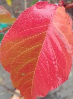 Zierkirsche `Kanzan´ Prunus Serrulata `Kanzan´ 8 Zierkirsche `Kanzan´ Prunus Serrulata `Kanzan´ -Premium-Pflanzenauswahl-Shop Kanzan herbstf rbung