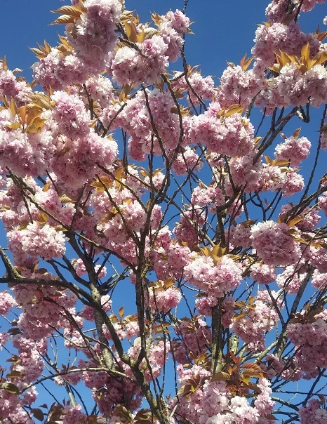 Zierkirsche `Kanzan´ Prunus Serrulata `Kanzan´ 3 Zierkirsche `Kanzan´ Prunus Serrulata `Kanzan´ – Bild 2