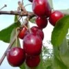 Karneol Ⓢ Prunus Cerasus `Karneol´ 2 Karneol Ⓢ Prunus Cerasus `Karneol´ -Premium-Pflanzenauswahl-Shop Karneol