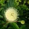 Knopfbusch Cephalanthus Occidentalis -Premium-Pflanzenauswahl-Shop Knopfbusch 258b005d4bfa18