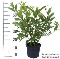 Knopfbusch Cephalanthus Occidentalis -Premium-Pflanzenauswahl-Shop Knopfbusch weiss