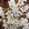 Zwerg-Zierkirsche `Kojou-no-mai´ Prunus Incisa `Kojou-no-mai´ -Premium-Pflanzenauswahl-Shop Kojou no mai