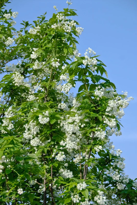 Kolchische Pimpernuss Staphylea Colchica 4 Kolchische Pimpernuss Staphylea Colchica – Bild 2