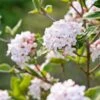 Koreanischer Duft-Schneeball Viburnum Carlesii 1 Koreanischer Duft-Schneeball Viburnum Carlesii -Premium-Pflanzenauswahl-Shop Korea Schneeball
